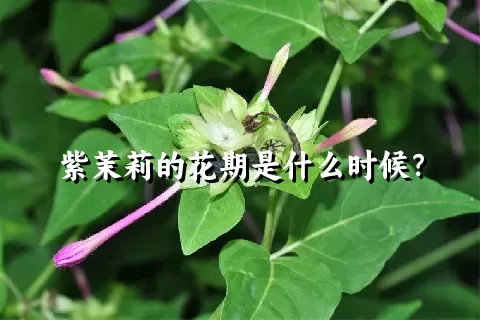 紫茉莉的花期是什么时候？