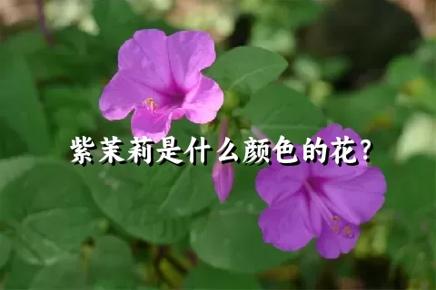 紫茉莉是什么颜色的花？