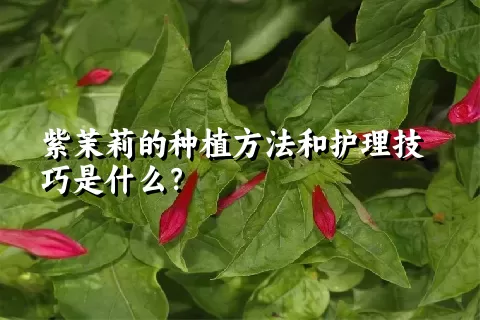 紫茉莉的种植方法和护理技巧是什么？