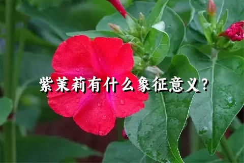 紫茉莉有什么象征意义？