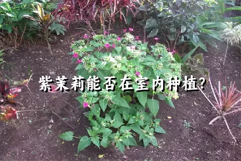 紫茉莉能否在室内种植？