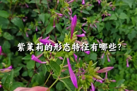 紫茉莉的形态特征有哪些？