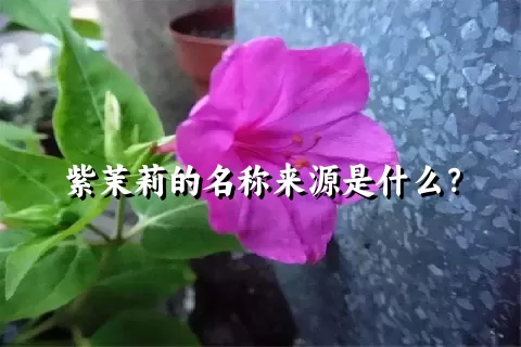 紫茉莉的名称来源是什么？