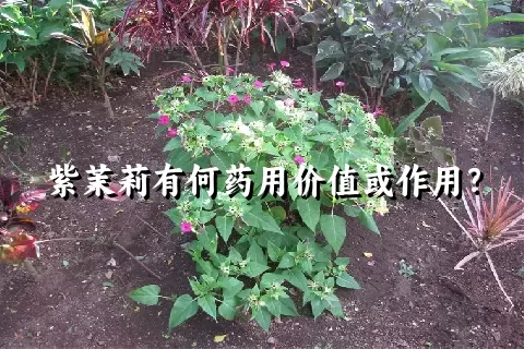 紫茉莉有何药用价值或作用？