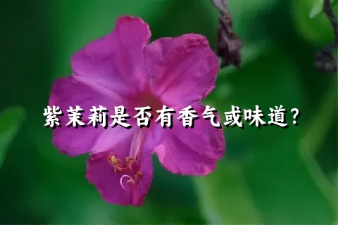 紫茉莉是否有香气或味道？