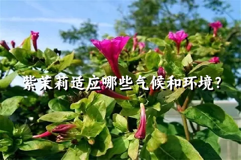 紫茉莉适应哪些气候和环境？