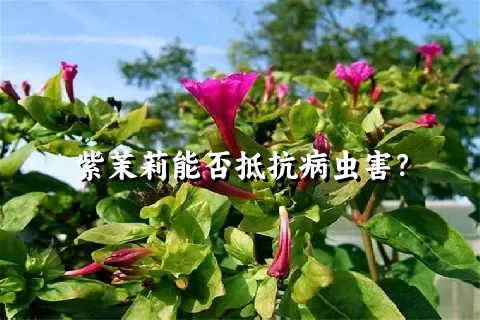 紫茉莉能否抵抗病虫害？