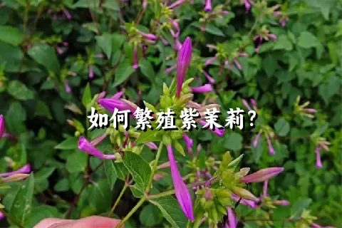 如何繁殖紫茉莉？