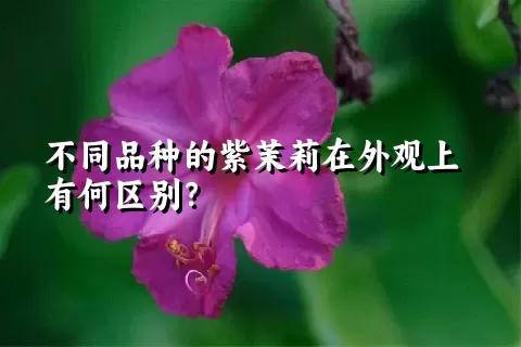 不同品种的紫茉莉在外观上有何区别？