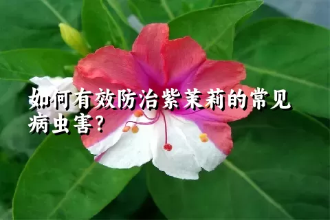 如何有效防治紫茉莉的常见病虫害？