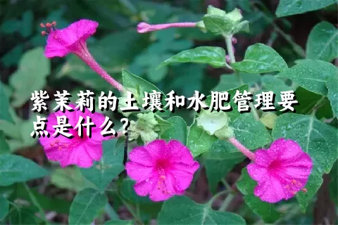 紫茉莉的土壤和水肥管理要点是什么？