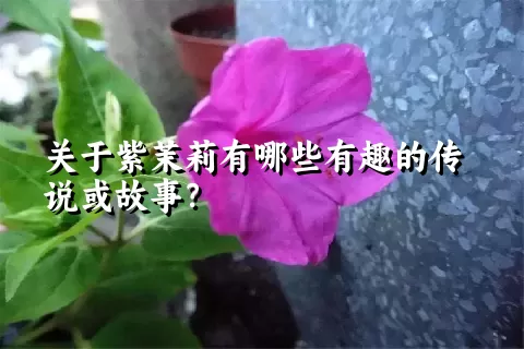 关于紫茉莉有哪些有趣的传说或故事？