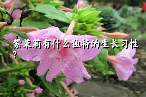 紫茉莉有什么独特的生长习性？