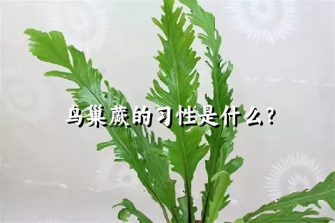 鸟巢蕨的习性是什么？