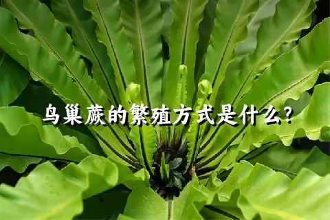 鸟巢蕨的繁殖方式是什么？