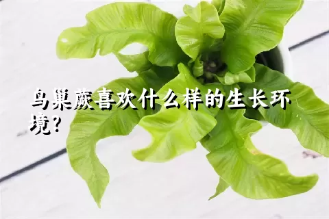 鸟巢蕨喜欢什么样的生长环境？