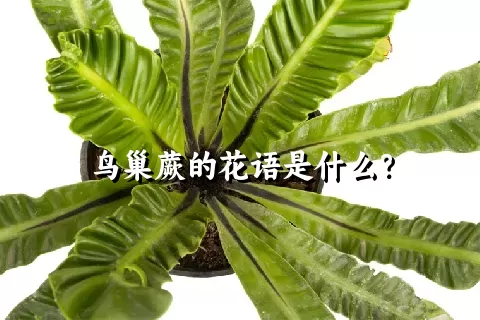 鸟巢蕨的花语是什么？