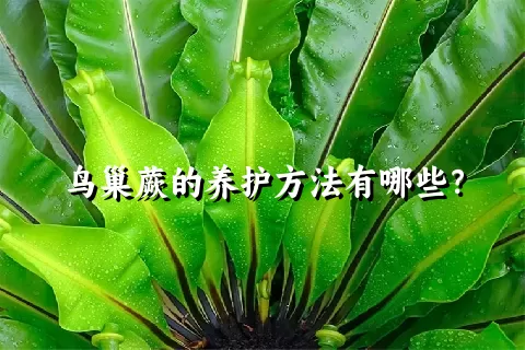 鸟巢蕨的养护方法有哪些？