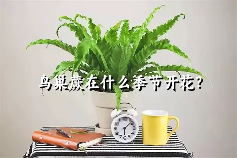 鸟巢蕨在什么季节开花？