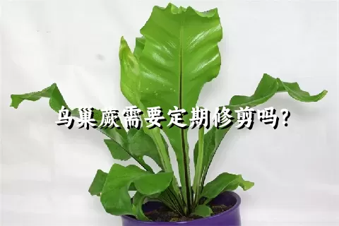 鸟巢蕨需要定期修剪吗？