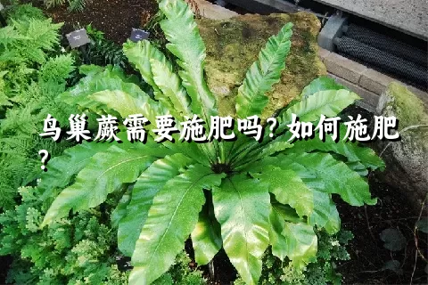 鸟巢蕨需要施肥吗？如何施肥？