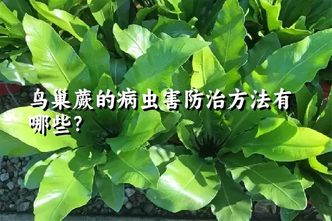 鸟巢蕨的病虫害防治方法有哪些？