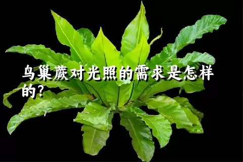 鸟巢蕨对光照的需求是怎样的？