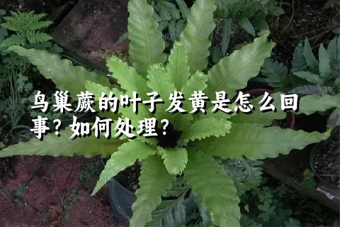 鸟巢蕨的叶子发黄是怎么回事？如何处理？