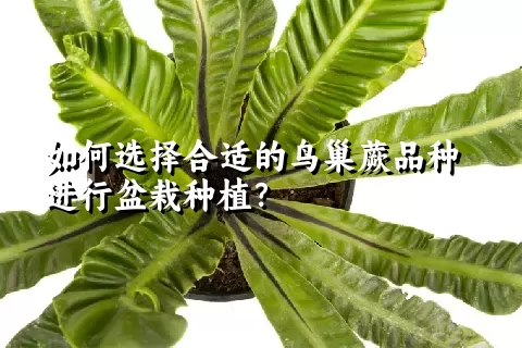 如何选择合适的鸟巢蕨品种进行盆栽种植？