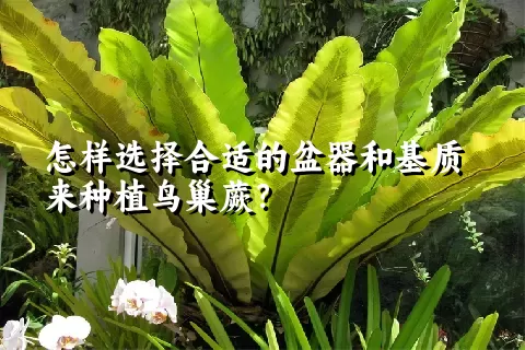 怎样选择合适的盆器和基质来种植鸟巢蕨？