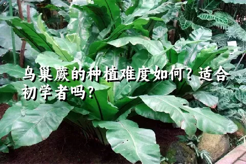 鸟巢蕨的种植难度如何？适合初学者吗？