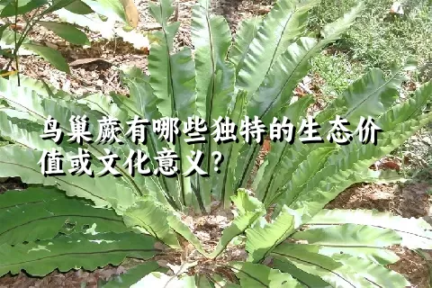 鸟巢蕨有哪些独特的生态价值或文化意义？