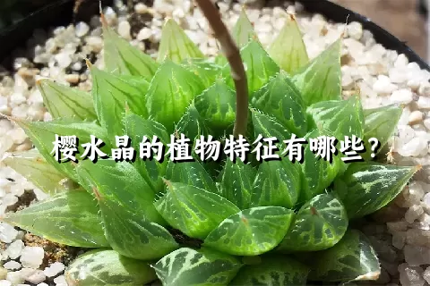 樱水晶的植物特征有哪些？