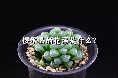 樱水晶的花语是什么？