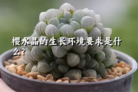 樱水晶的生长环境要求是什么？