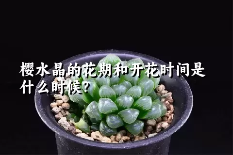 樱水晶的花期和开花时间是什么时候？