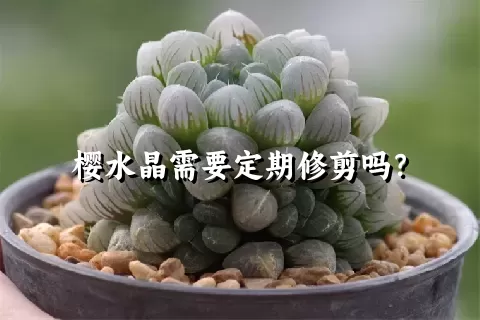 樱水晶需要定期修剪吗？