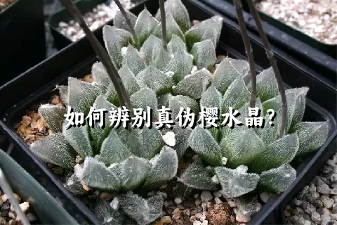 如何辨别真伪樱水晶？