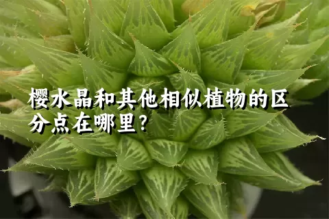 樱水晶和其他相似植物的区分点在哪里？