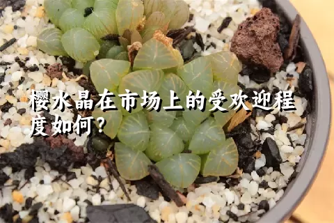 樱水晶在市场上的受欢迎程度如何？