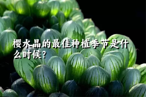 樱水晶的最佳种植季节是什么时候？