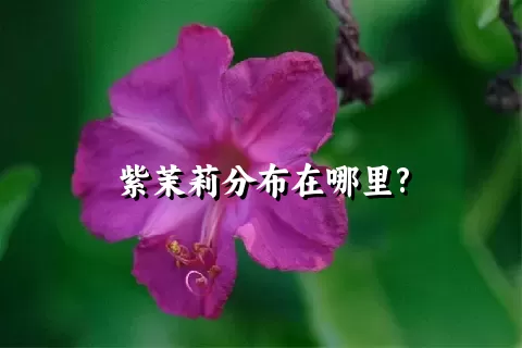 紫茉莉分布在哪里?