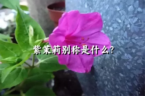 紫茉莉别称是什么？