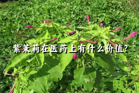 紫茉莉在医药上有什么价值？