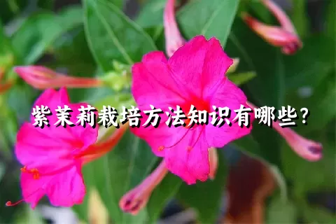 紫茉莉栽培方法知识有哪些？