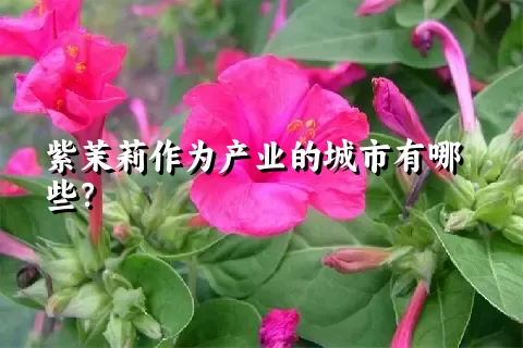 紫茉莉作为产业的城市有哪些？