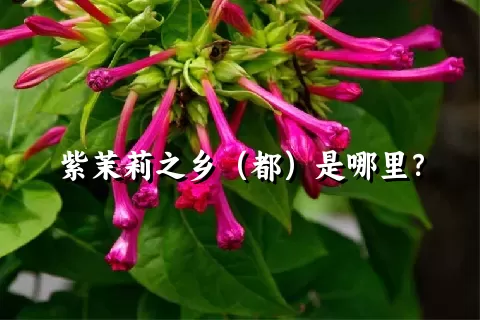 紫茉莉之乡（都）是哪里？