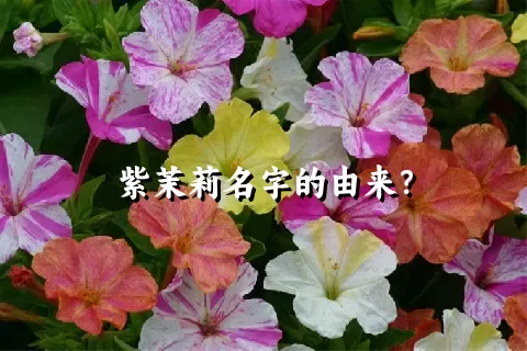 紫茉莉名字的由来？