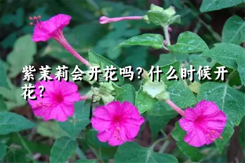 紫茉莉会开花吗？什么时候开花？