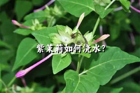 紫茉莉如何浇水？